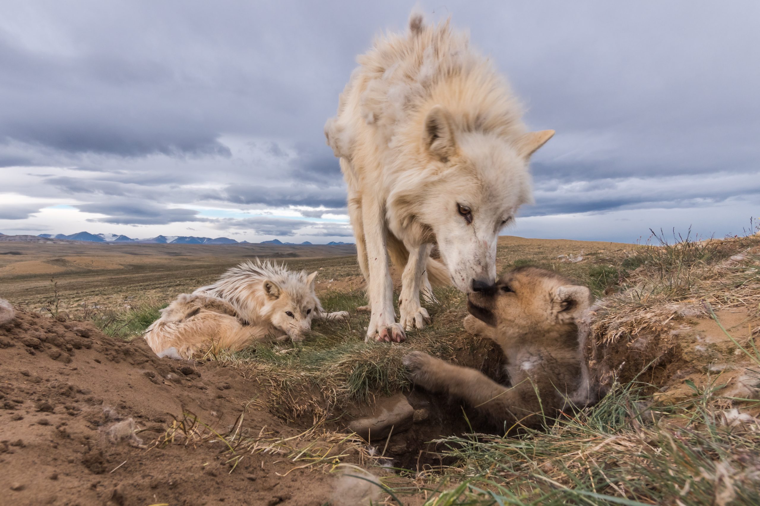 An Artic Wolf mother nosing her pup.