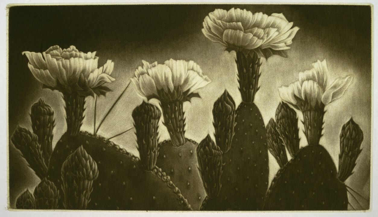 Mezzotint print of blooming cactus