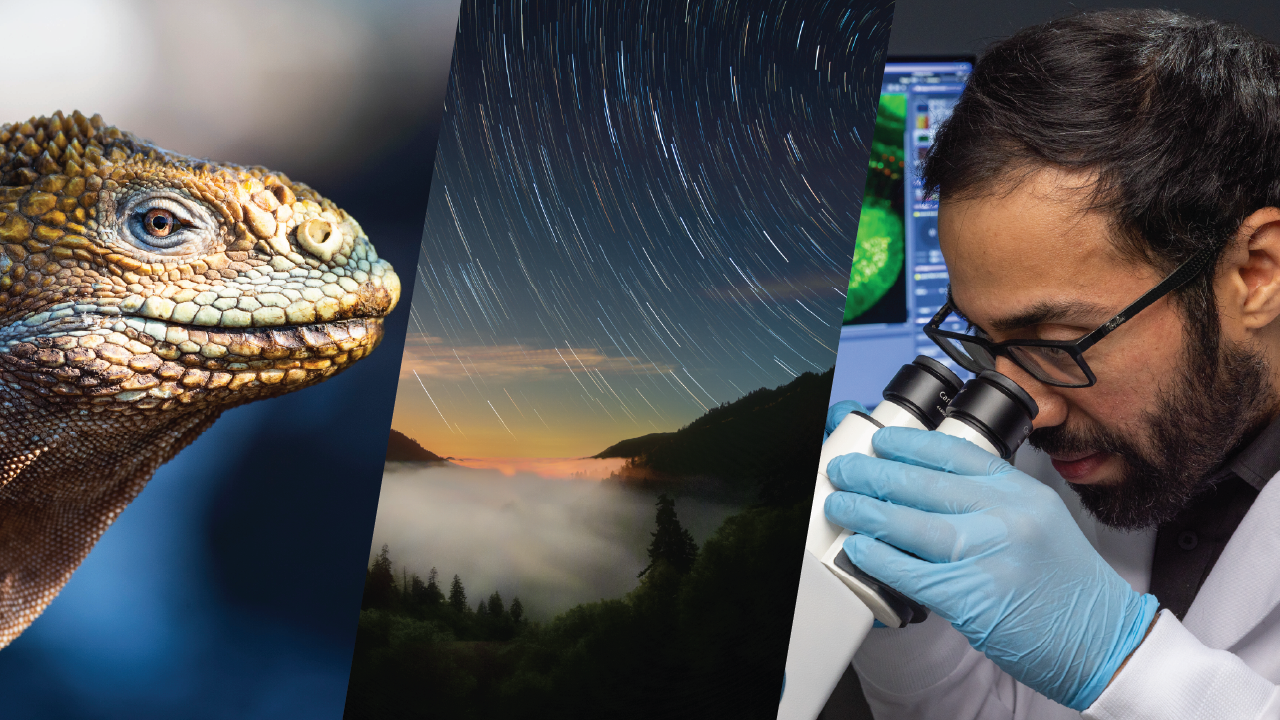 Collage of the three National Geographic Live shows coming to The Lincoln Center