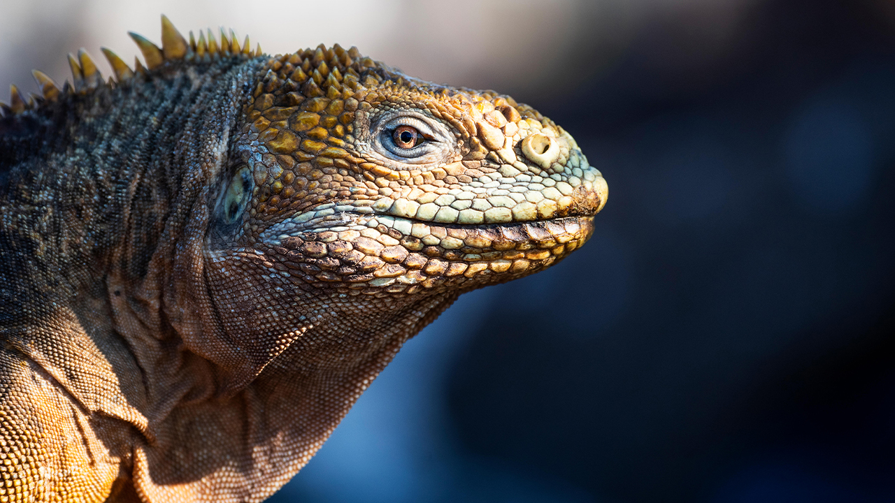 Close up image of a large lizard