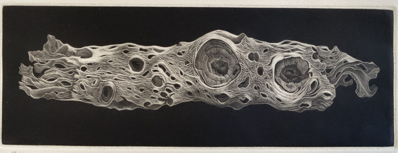 Grand prize winning artwork. Print depicts a desert bone in black and white on a black background