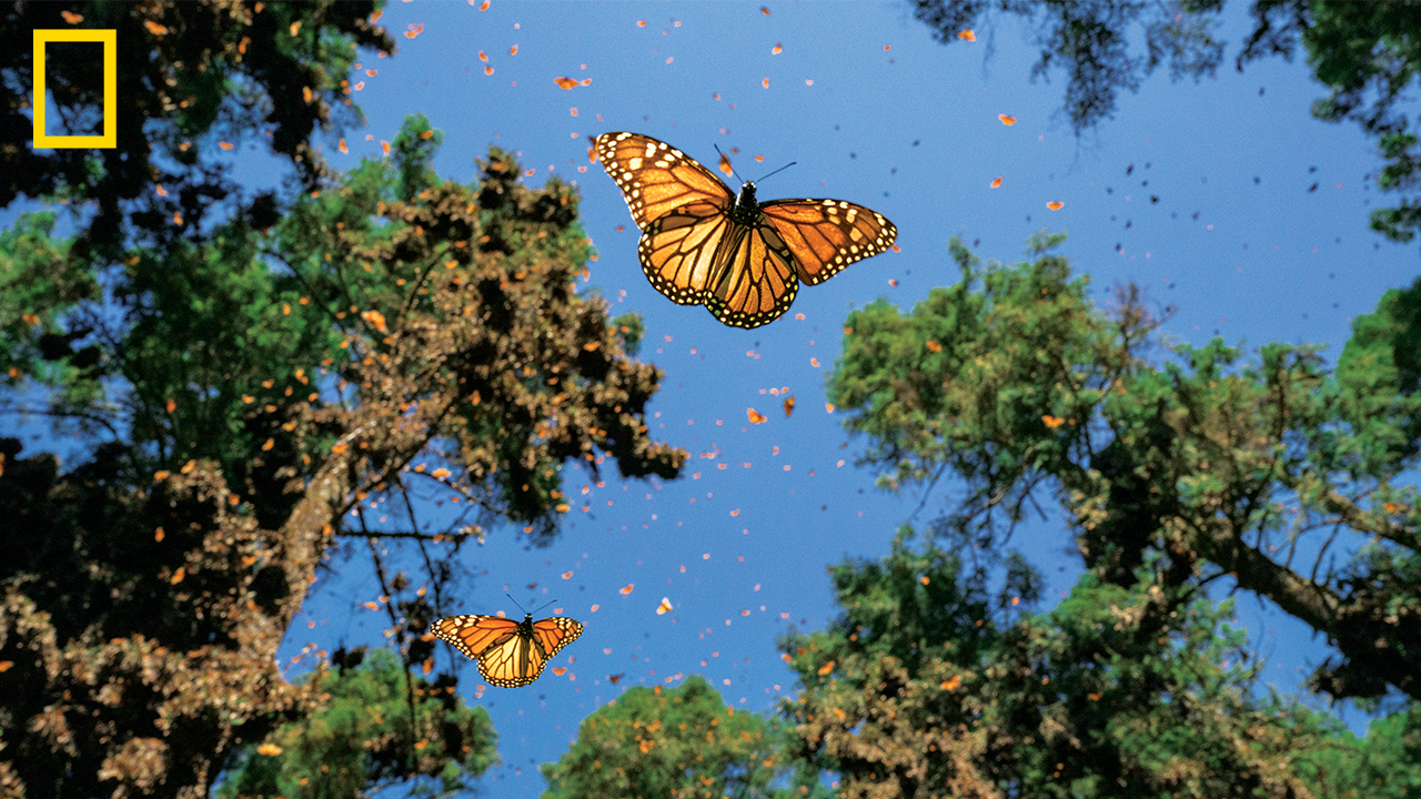 Hundreds on Monarch butterflies flying in a forest