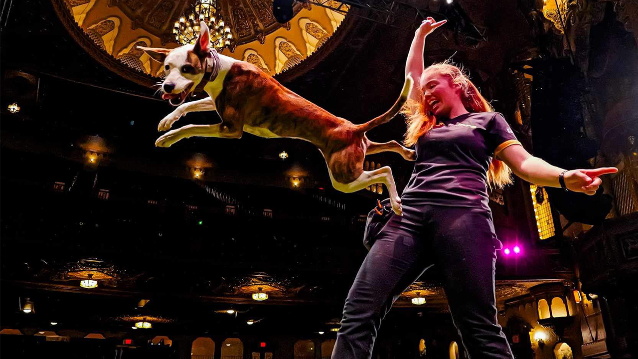 One of the Canine Stunt Dogs jumping on stage with a trainer